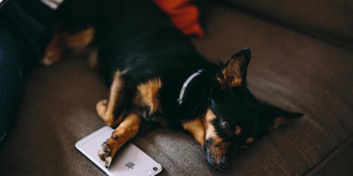 kaboompics_Puppy sleeping with iPhone 6